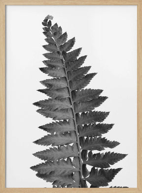 Gray fern leaf Poster