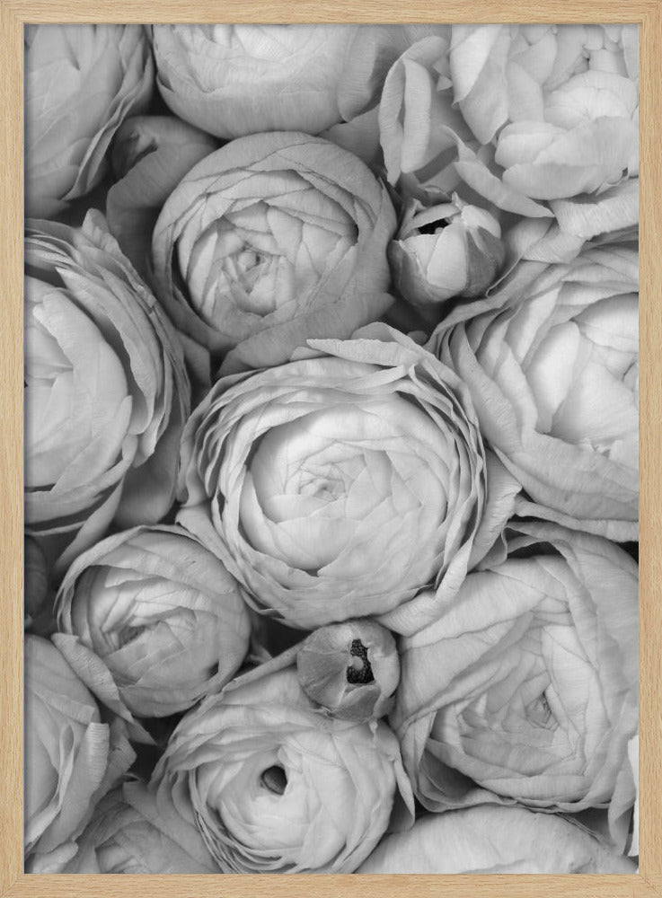 Gray ranunculus Poster