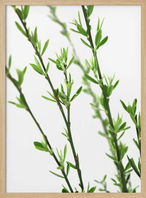 Green dainty branch Poster