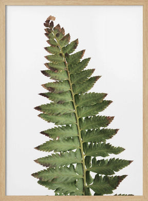 Green fern Poster