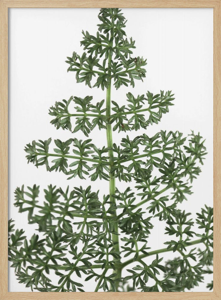 Green dainty leaves Poster