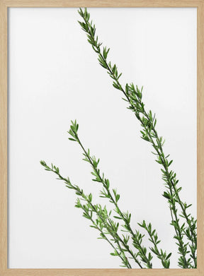 Little green branches Poster