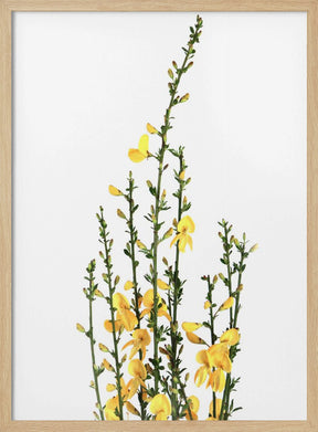 Yellow blooms Poster