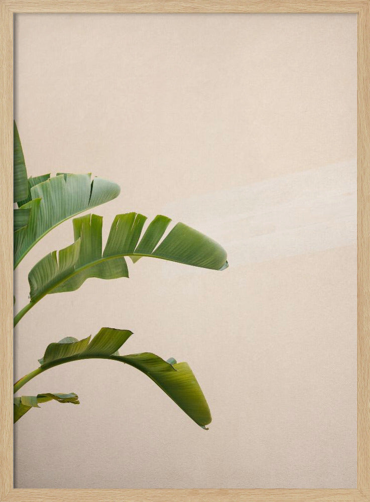 Cannes Banana Plant Poster