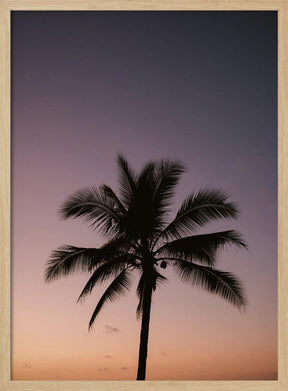 Costa Rica Palm Tree Poster