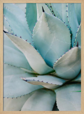 Succulent Green Poster