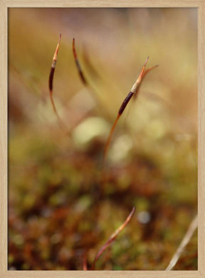 Magic stamen Poster