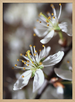 Spring blooms I Poster