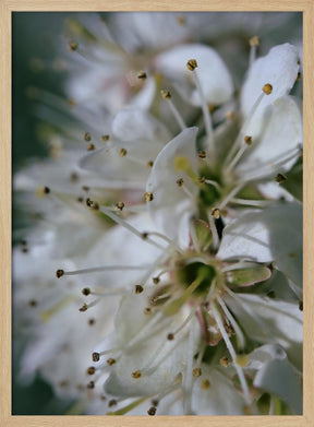 Spring blooms II Poster