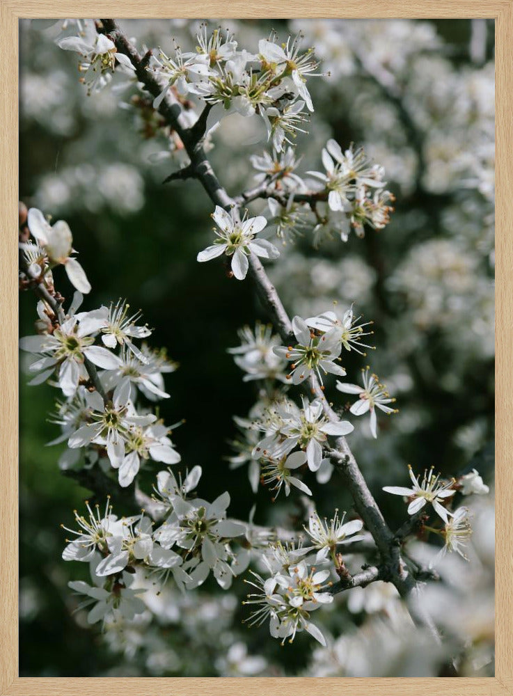 Spring blooms III Poster