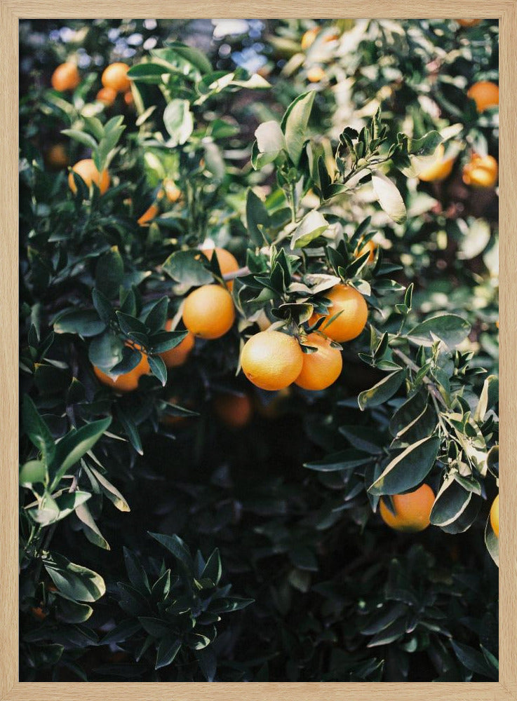 Marrakesh Oranges Poster