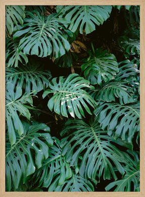 Monstera wall in Lisbon Poster