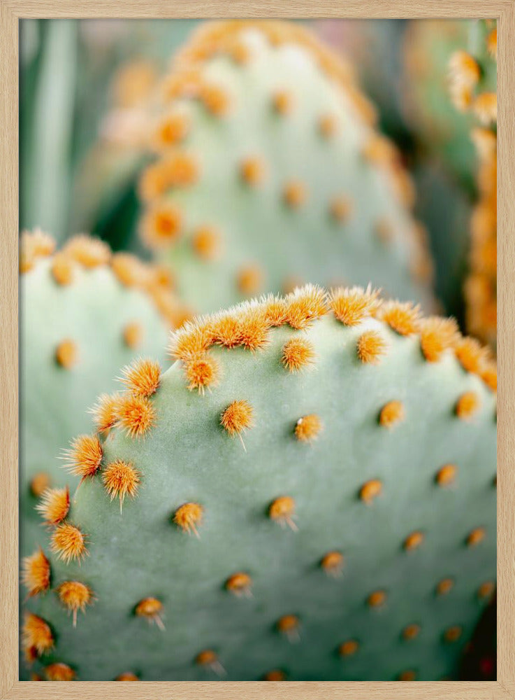 Orange and Green II - Marrakech botanical photography Poster