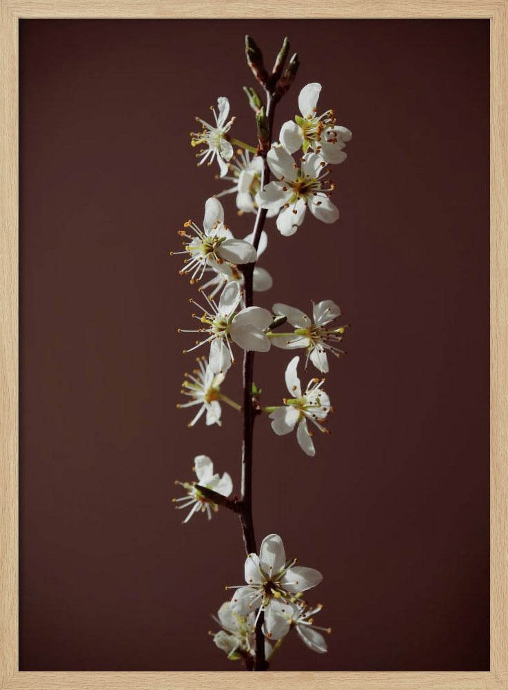 Spring branch Poster