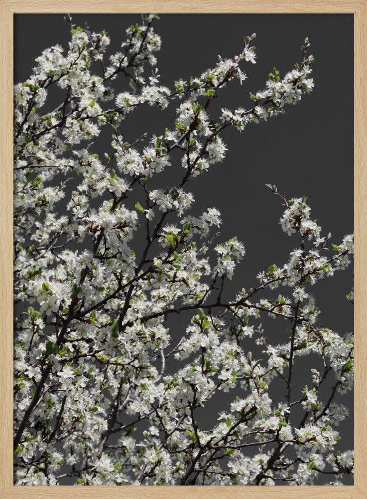 Spring branches Poster