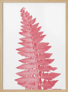 Pink fern leaf Poster