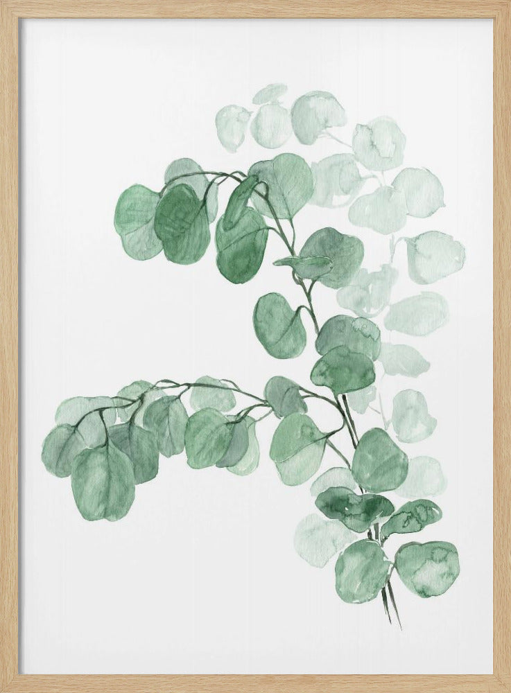 Watercolor silver dollar eucalyptus Poster