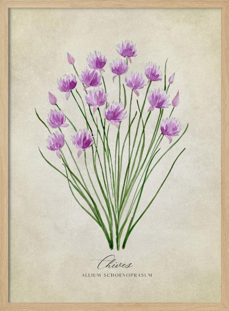 Chives vintage Poster