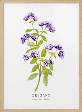 Oregano I Poster