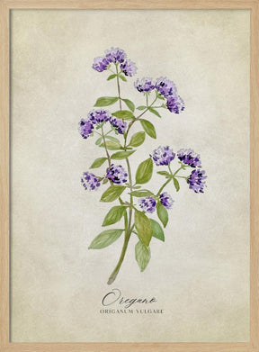 Oregano vintage Poster