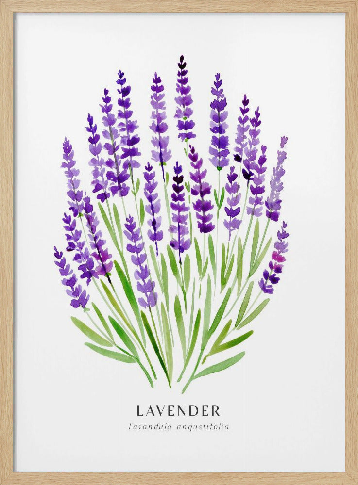 Lavender I Poster