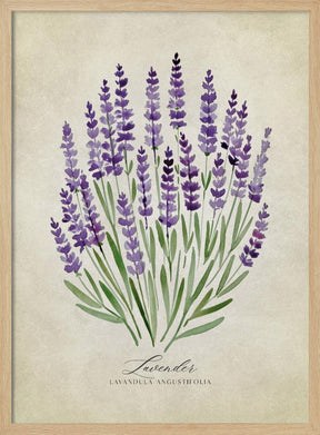 Lavender vintage Poster