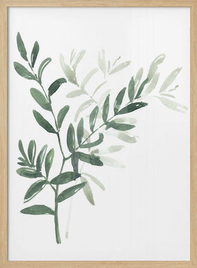 Watercolor laurel branch Poster