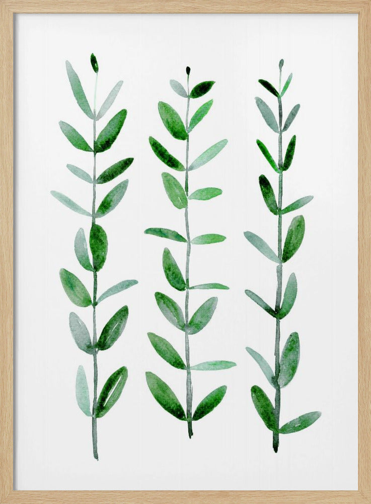 Watercolor eucalyptus parvifolia Poster