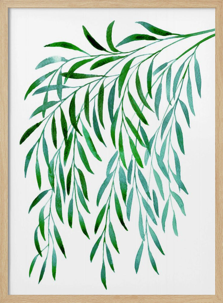 Cascading watercolor eucalyptus Poster