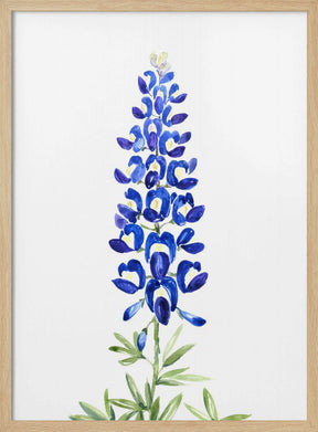 Watercolor Texas bluebonnet Poster