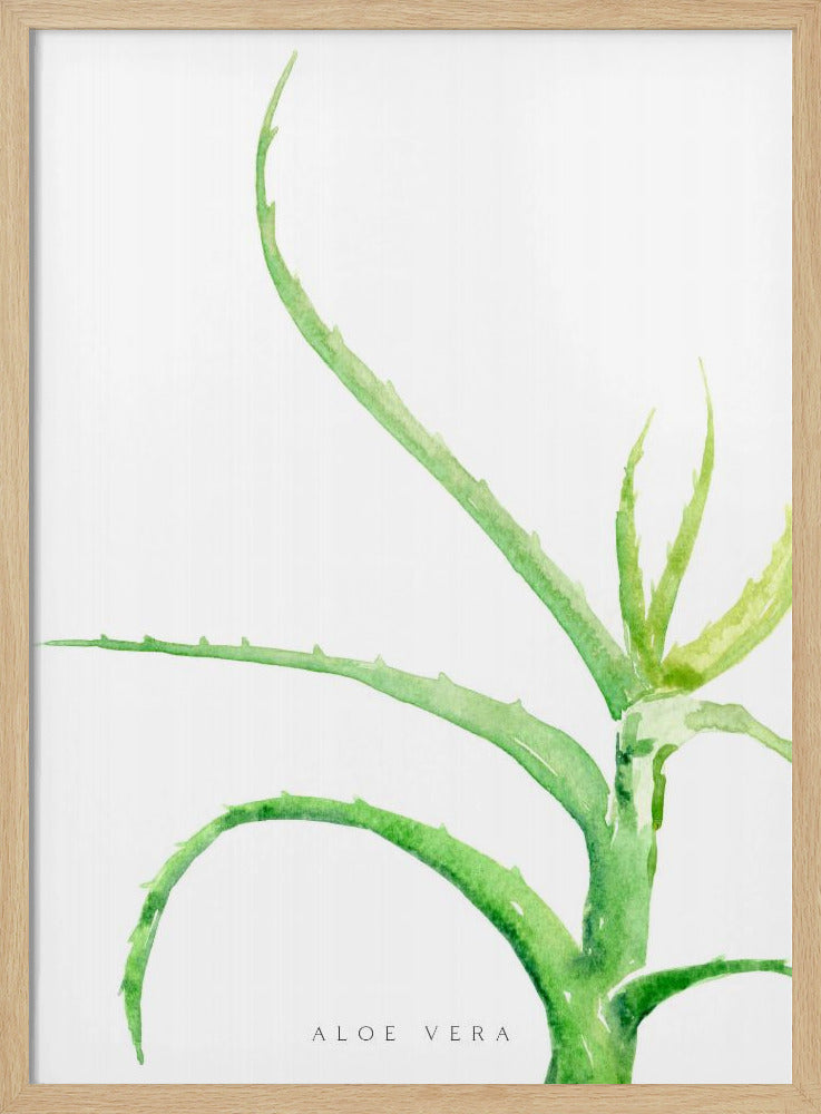 Watercolor aloe vera Poster