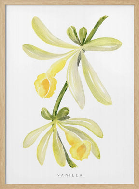 Watercolor vanilla orchid Poster