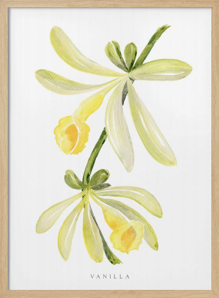 Watercolor vanilla orchid Poster