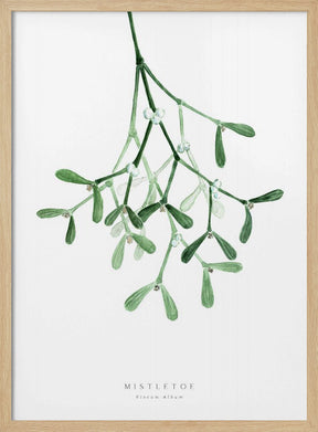 Watercolor mistletoe Poster