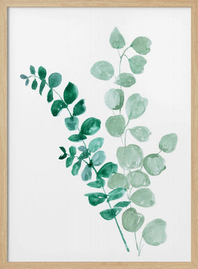 Two eucalyptus branches Poster