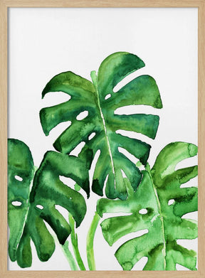 Monstera leaves in loose watercolor Poster