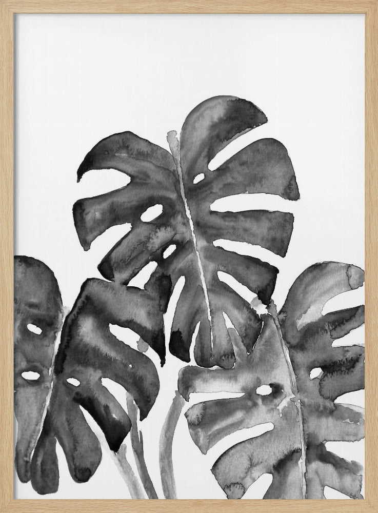 Monstera Leaves In Loose Watercolor Black and White Poster