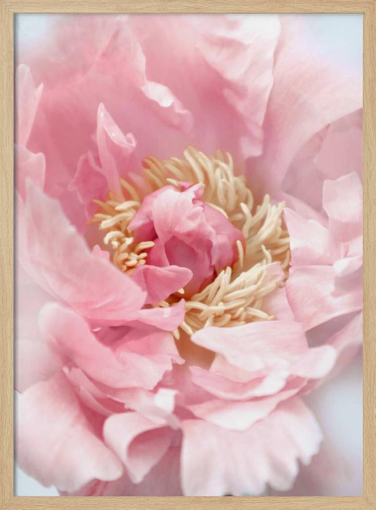 Blush peony I Poster