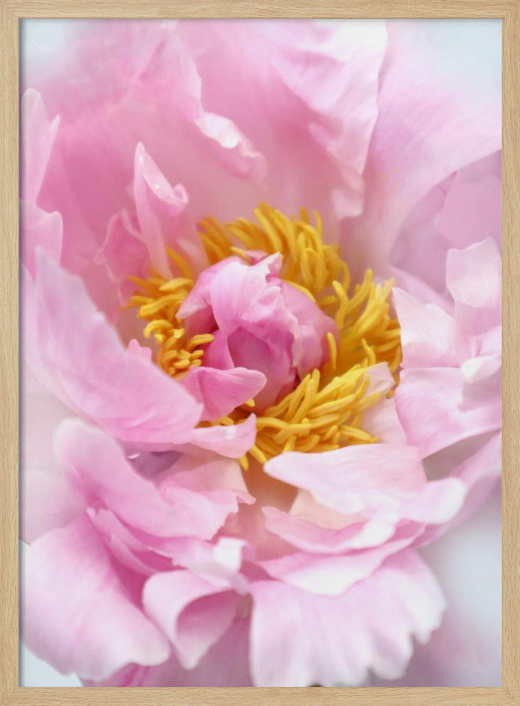 Pink peony I Poster