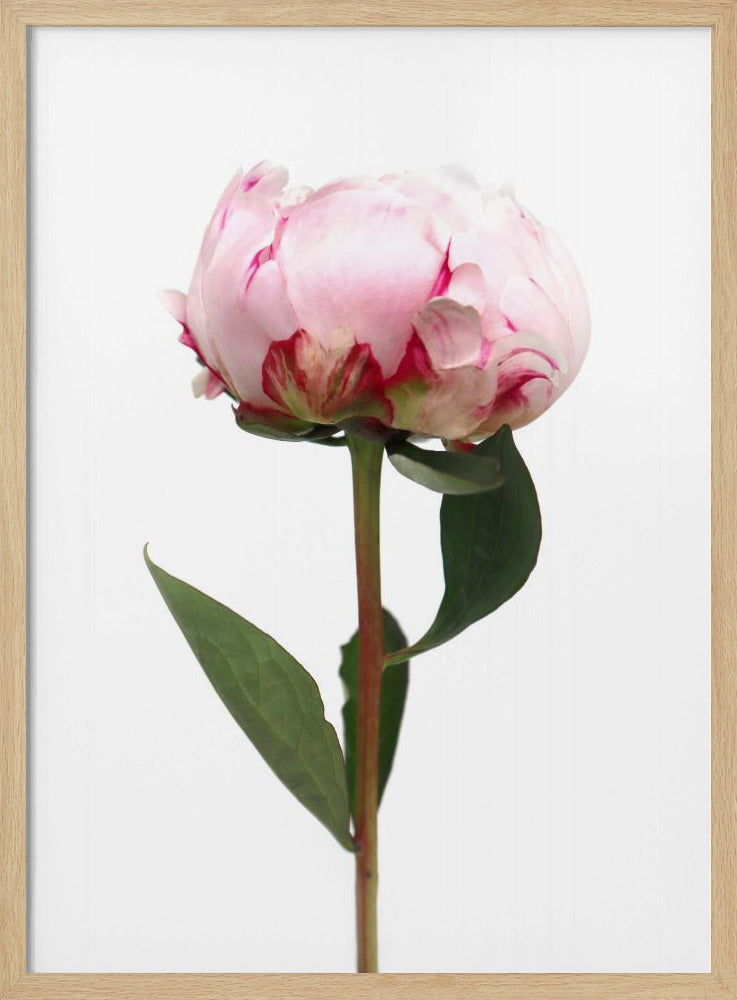 Pink peony II Poster