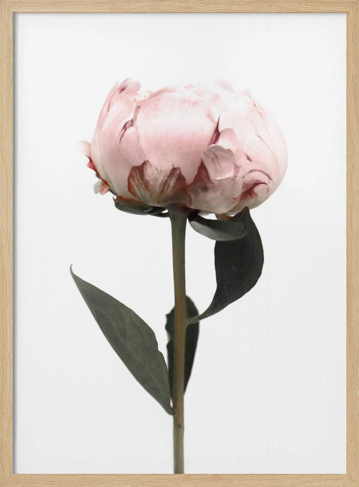 Blush peony II Poster