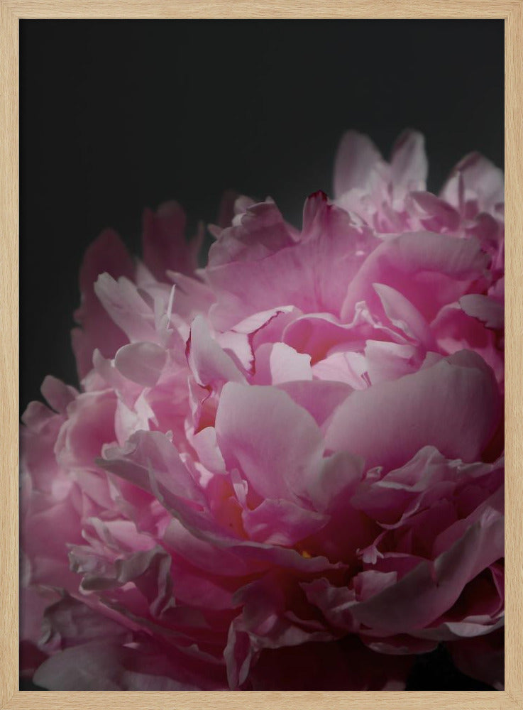 Moody pink peony I Poster