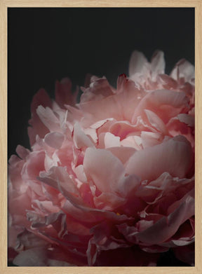 Moody blush peony I Poster