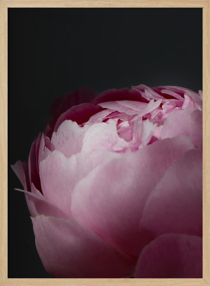 Moody pink peony II Poster