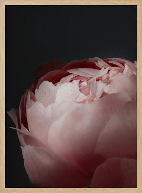 Moody blush peony II Poster