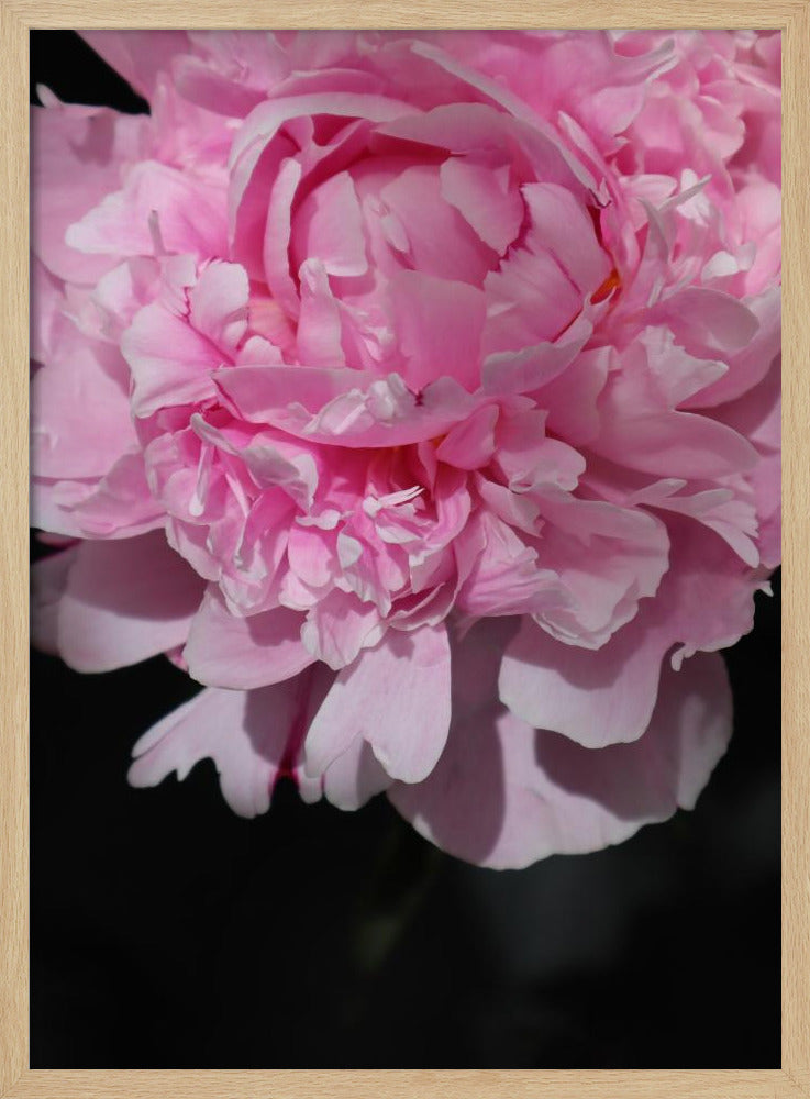 Pink peony V Poster