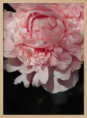 Blush peony V Poster