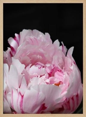 Pink peony VIII Poster