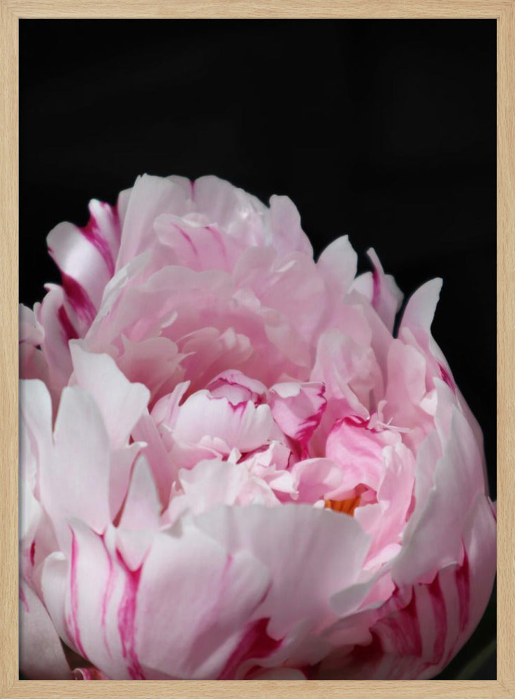 Pink peony VIII Poster