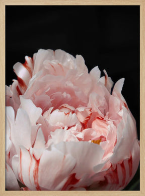 Blush peony VIII Poster